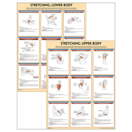 Stretching Anatomy Poster Series