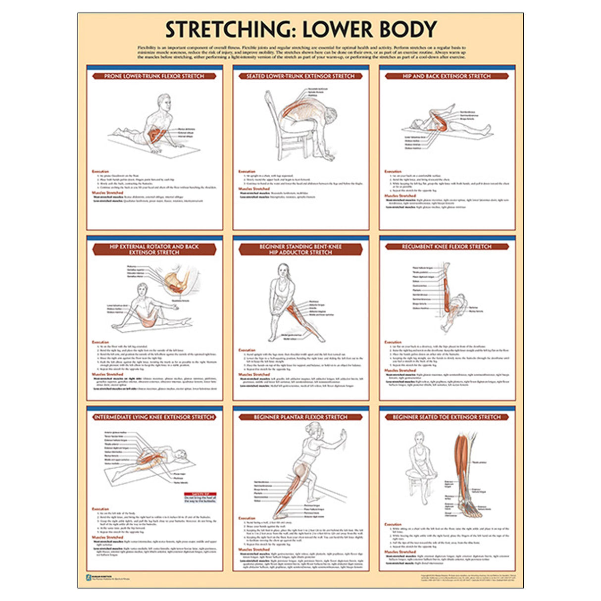 Stretching Poster: Lower Body