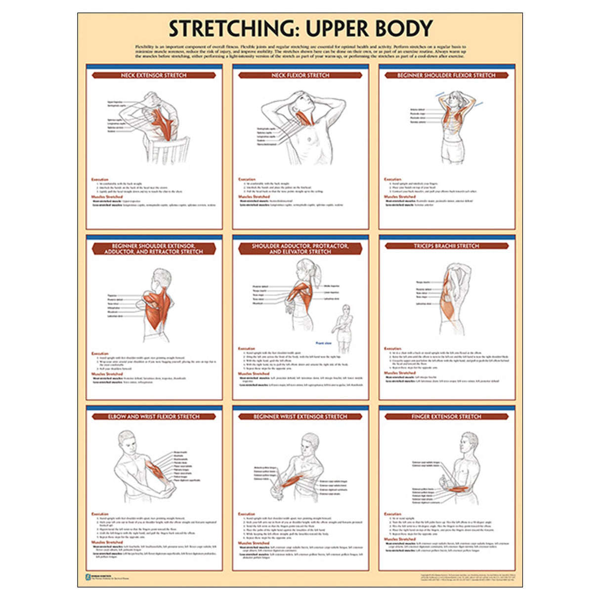 Stretching Poster: Upper Body