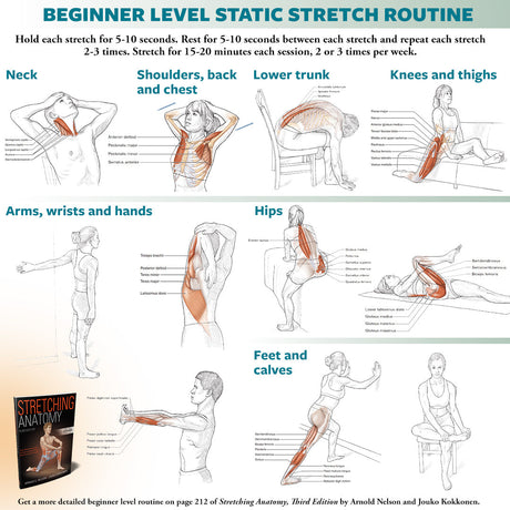 Beginner Stretching Routine