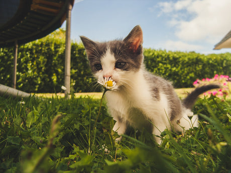 Dance: The Hungry Cat
