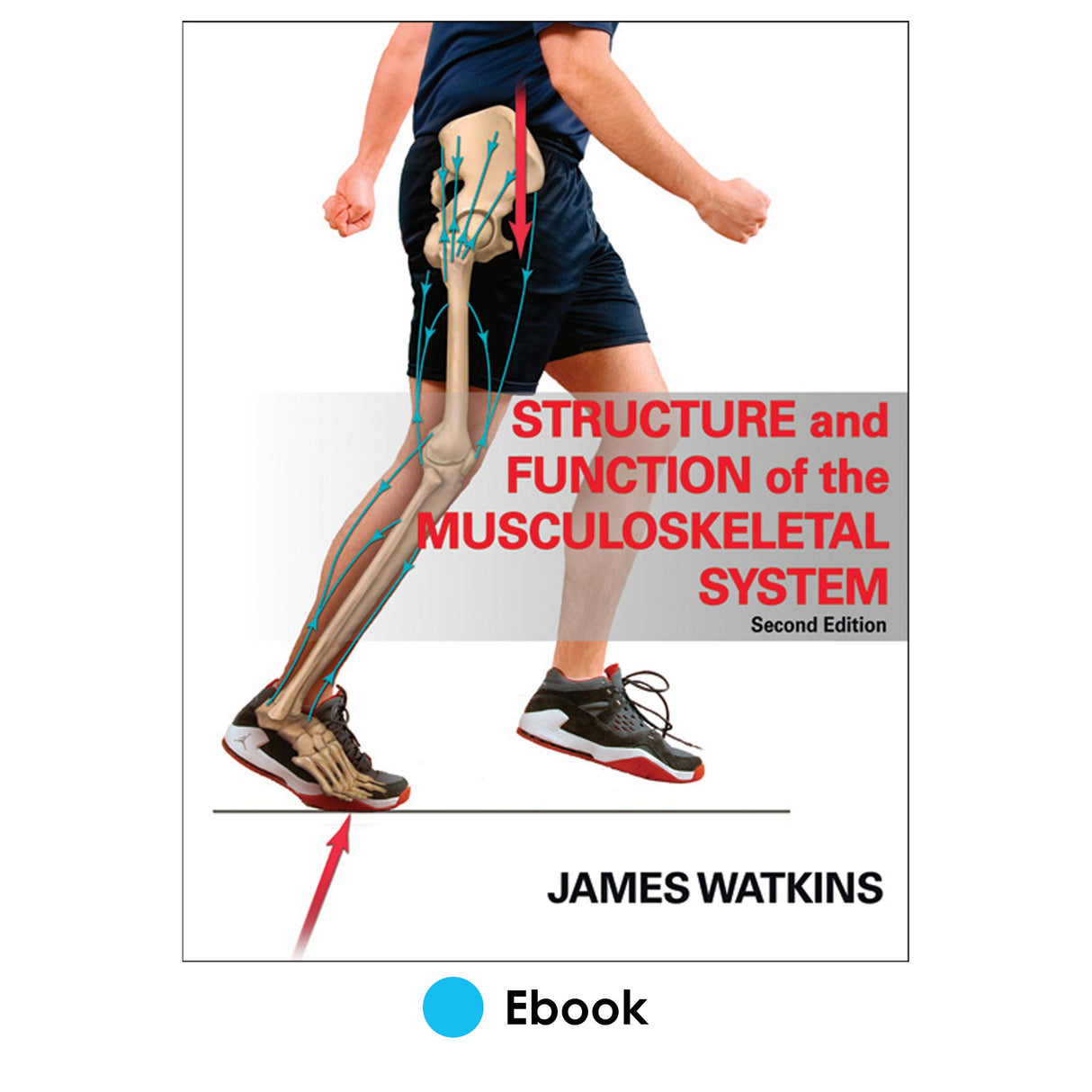 Structure & Function of the Musculoskeletal System 2nd Edition PDF